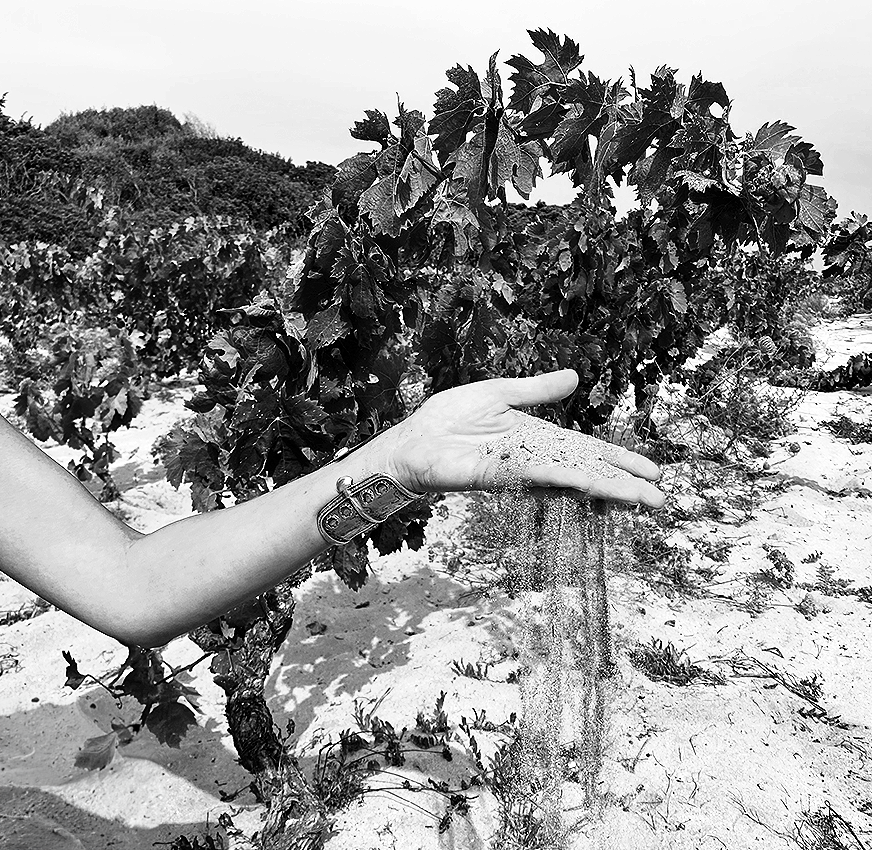 Vineyards field - Tenuta La Sabbiosa
